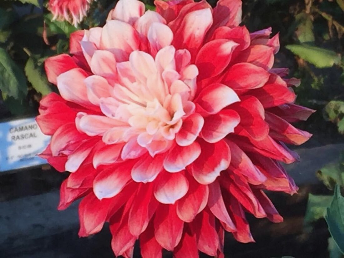 A red-and-cream dahlia in full bloom